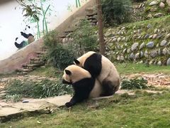 -中国大熊猫保护研究中心雅安碧峰峡基地