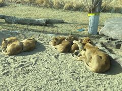 -北京野生动物园