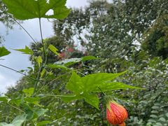 -中国科学院西双版纳热带植物园