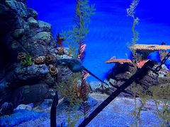 -上海海洋水族馆