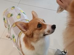 -怪兽屋·羊驼·猫咖·狗咖(俊华广场店)