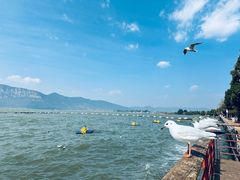 -海埂大坝