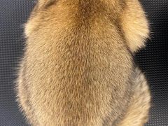 -comecome来吧宠物(奥克斯中心店)