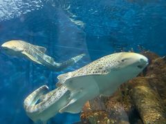 -上海海洋水族馆