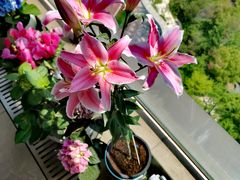 -双季花艺园艺市场(浦东店)