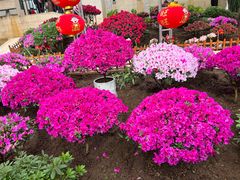 -沈阳植物园