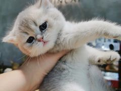 -70cat德文卷毛猫·缅因猫纯种猫舍