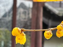 -耦园