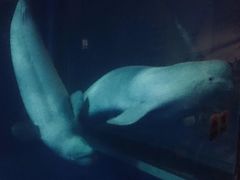 -大连圣亚海洋世界