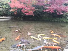 -水前寺成趣园