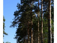 -黑龙江省森林植物园