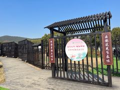 -香雪海