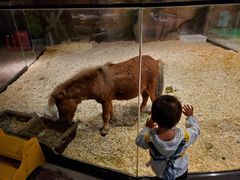 -zoonana室内动物园(东方福来德店)