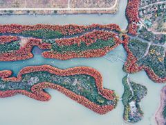 -上海海湾国家森林公园