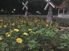 -晓港公园