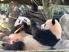 -都江堰中华大熊猫苑
