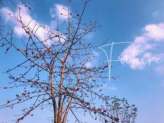 -香蜜公园