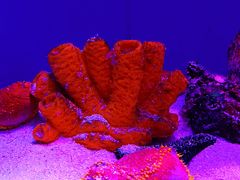 -上海海洋水族馆