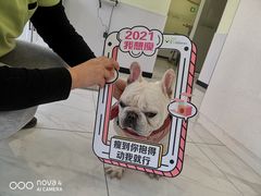 -艾吉宠物医院·疑难杂症转诊中心·猫友好(碧江路院)