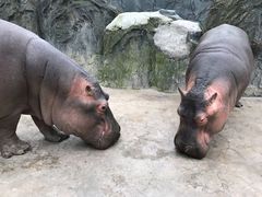 -贵州森林野生动物园