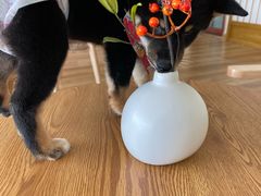 -柴犬小屋·柴餐厅·狗咖食堂(金鼎广场店)