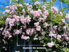 -杭州观成实验学校