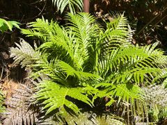 -深圳仙湖植物园