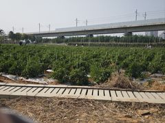 -光明小镇欢乐田园