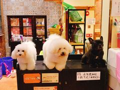 -more than meow吴止猫主题餐厅(承德 中船汇店)