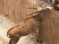 -泉州海丝野生动物世界