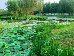 -东郊湿地公园