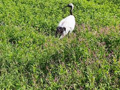 -钏路市丹顶鹤自然公园