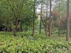 -陈家山荷花公园