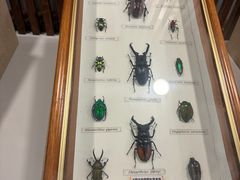 -上海昆虫博物馆