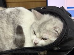 -瑞派宠物医院·24h·骨外科·皮肤科·全科宠物医疗转诊中心(沈阳浑南院)