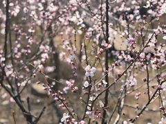 -白水寺森林公园