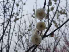 -南湖湿地公园