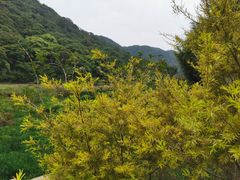 -广州市石门国家森林公园