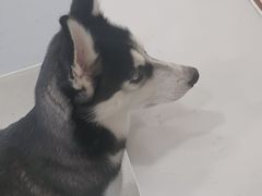 -共舞时光猫咖·狗咖(新街口店)