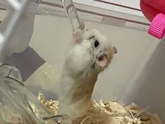 -钓仓鼠(洋桥北里小区店)