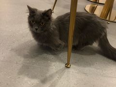 -飞行喵MR PILOT|猫舍·猫咖(静安大融城店)