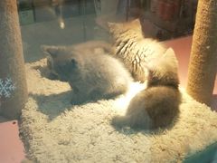 -三花喵·撸猫购宠·宠物生活馆(虹桥南丰城店)