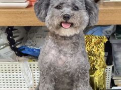 -汪小喵宠物·戴维斯乐芳希施宠馨宝皮毛调理洗护店