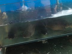 -大鹅岛灶台鱼·铁锅炖(水库路店)