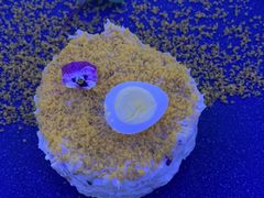 -龙泉人椰子鸡.糟粕醋.海南菜(三亚旗舰店)