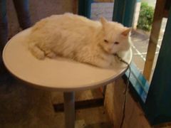 -Babycat私家御饼屋(龙头路一店)