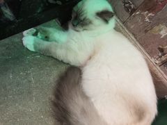 -猫咪博物馆(顶澳仔猫街店)