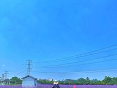 -紫颐香薰山谷景区