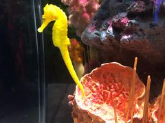 -暹罗海洋世界