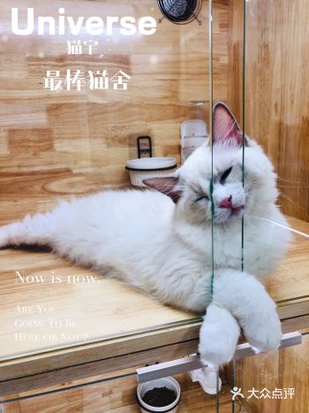 因Universe猫宇与你结缘 | 从此多了一个主子